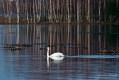030_Biebrza - kwiecien 2011